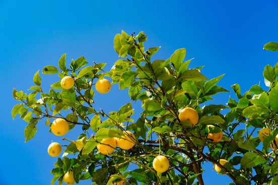 Optimism as the upcoming 2017 Lemon Season is expected to produce higher yields